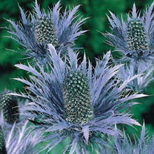 Eryngium alpinum ''Blue Star'' 